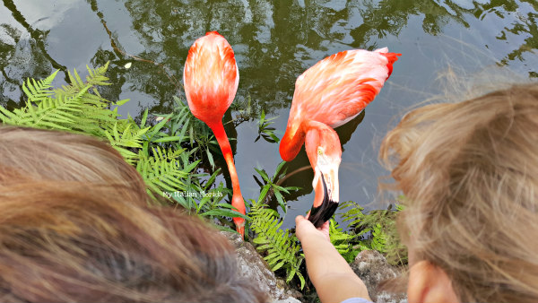 feeding flamingos