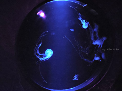 jelly-fish-florida-aquarium