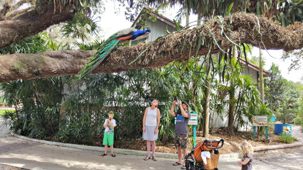 Peacock Flamingo Gardens