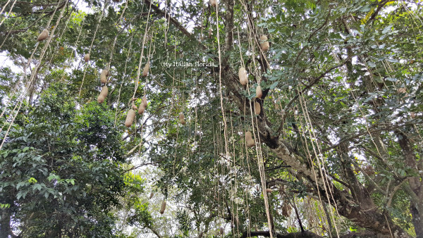 trees flamingo garden