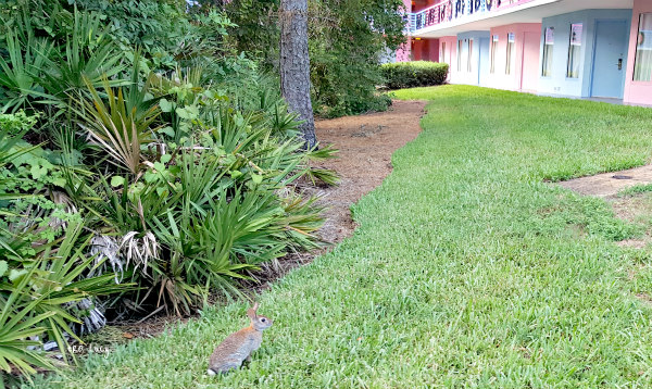 disney-resort-bunny-at-all-stars-music-resort