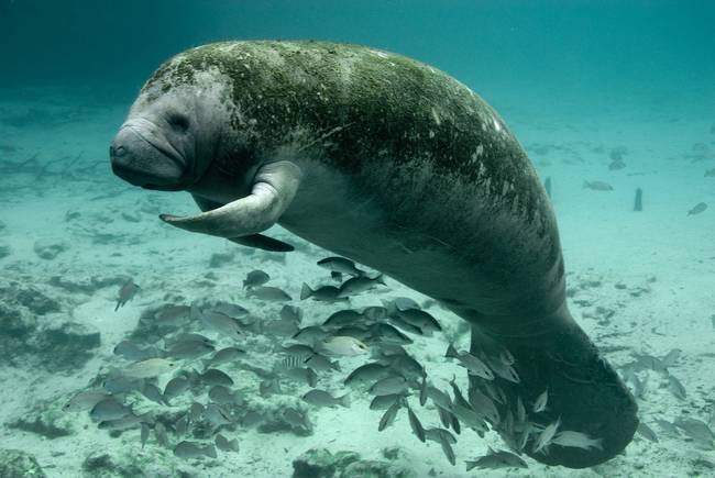 cute-manatee-650x0_q70_crop-smart