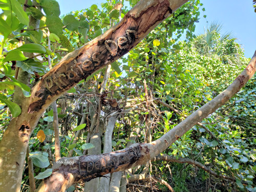 Coral Cove Pirates Den hidden