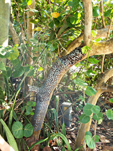 Coral Cove pirates den