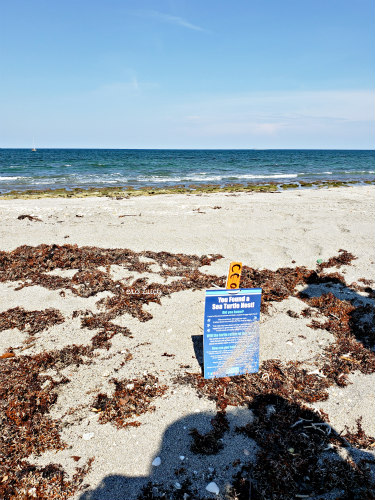 turtle nest coral cove FL