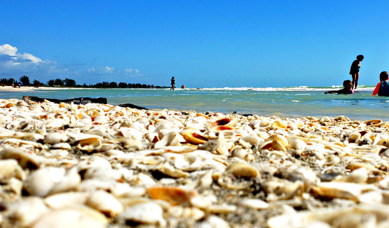 shells beach Sanibel Florida