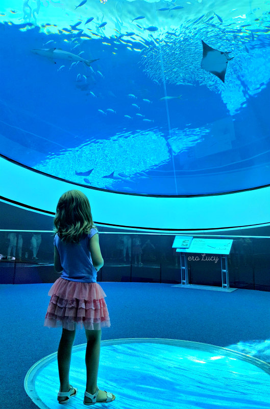 Musei per bambini a Miami Frost Museum