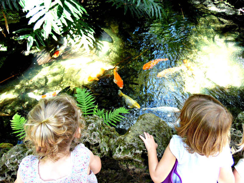 Pinecrest Gardens un giardino tropicale