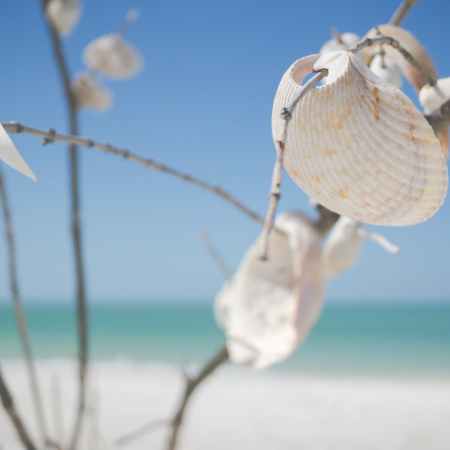 white decorative shells
