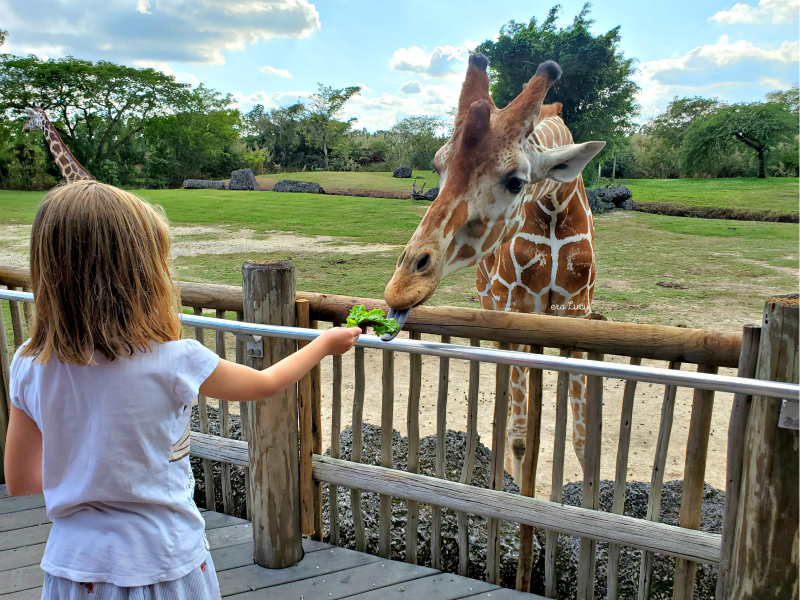 Feeding a giraffe at zoo miami is one of the 10 best things to do in Miami with kids