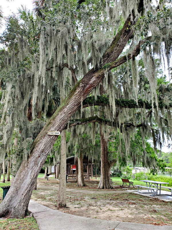 posti da visitare nel weekend in Florida: Mount Dora