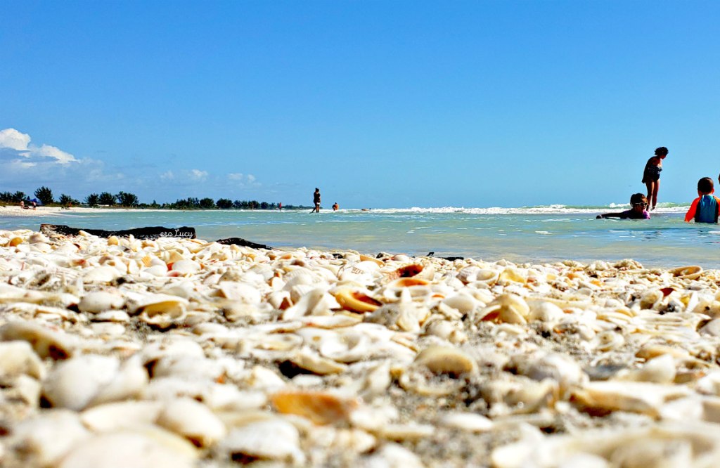 Cosa fare a Sanibel e Captiva