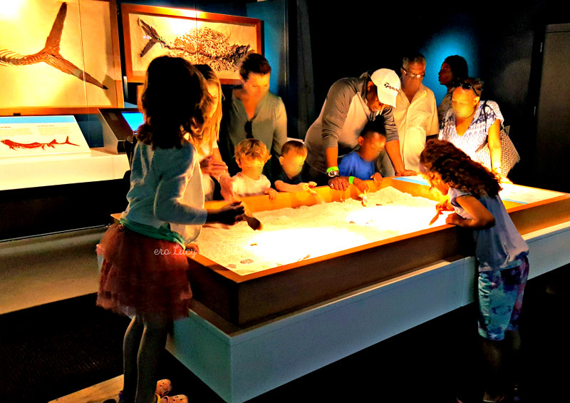 Musei per bambini a Miami Frost Museum