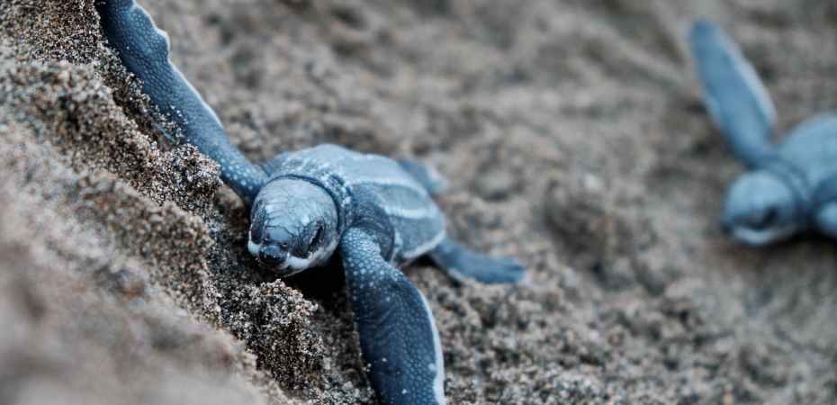 blue turtles on brown sand